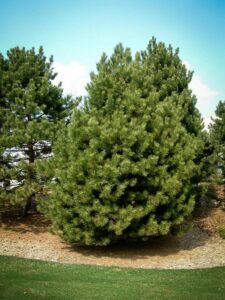 Сосна Чёрная (Pinus Nigra) купить по цене от 270.00р. в интернет-магазине «Посадика» с доставкой почтой в в Майскийе и по всей России – [изображение №1].