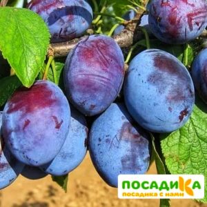 Слива Чачакская ранняя купить по цене от 229.00р. в интернет-магазине «Посадика» с доставкой почтой в в Майскийе и по всей России – [изображение №1].