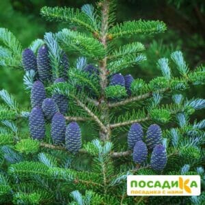 Пихта корейская (Abies koreana) купить по цене от 450.00р. в интернет-магазине «Посадика» с доставкой почтой в в Майскийе и по всей России – [изображение №1].