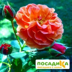 Роза Арабия купить по цене от 350.00р. в интернет-магазине «Посадика» с доставкой почтой в в Майскийе и по всей России – [изображение №1].