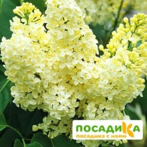 Сирень Примроуз (Primrose) купить по цене от 529.00р. в интернет-магазине «Посадика» с доставкой почтой в в Майскийе и по всей России – [изображение №1].