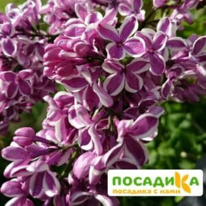 Сирень Сенсация купить по цене от 529.00р. в интернет-магазине «Посадика» с доставкой почтой в в Майскийе и по всей России – [изображение №1].