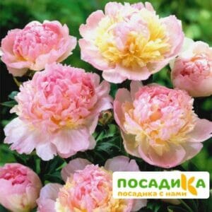 Пион Распберри Сандей (Paeonia Raspberry Sundae) купить по цене от 959р. в интернет-магазине «Посадика» с доставкой почтой в в Майскийе и по всей России – [изображение №1].