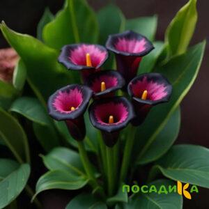 Калла Аура Лейс купить по цене от 400р. в интернет-магазине «Посадика» с доставкой почтой в в Майскийе и по всей России – [изображение №1].