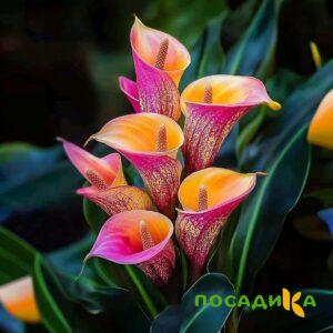 Калла Оникс купить по цене от 450р. в интернет-магазине «Посадика» с доставкой почтой в в Майскийе и по всей России – [изображение №1].