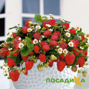Клубника Рубиновый Шепот (горшечная) купить по цене от 240р. в интернет-магазине «Посадика» с доставкой почтой в в Майскийе и по всей России – [изображение №1].