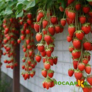 Клубника вьющаяся Комплимент купить по цене от 470р. в интернет-магазине «Посадика» с доставкой почтой в в Майскийе и по всей России – [изображение №1].
