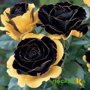 Роза Ханни Сикл купить по цене от 700р. в интернет-магазине «Посадика» с доставкой почтой в в Майскийе и по всей России – [изображение №1].
