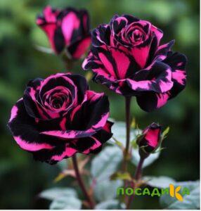 Роза Багровый Шепот купить по цене от 366р. в интернет-магазине «Посадика» с доставкой почтой в в Майскийе и по всей России – [изображение №1].