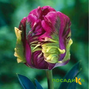 Тюльпан Экзотик Хэвен купить по цене от 186р. в интернет-магазине «Посадика» с доставкой почтой в в Майскийе и по всей России – [изображение №1].