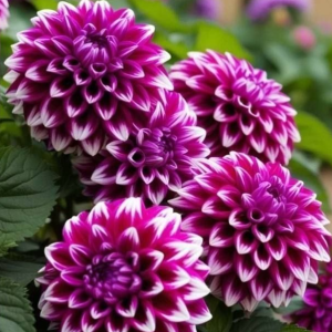 Георгин Кристал Корт купить по цене от 602р. в интернет-магазине «Посадика» с доставкой почтой в в Майскийе и по всей России – [изображение №1].