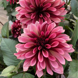 Георгин Перли Сансет купить по цене от 309р. в интернет-магазине «Посадика» с доставкой почтой в в Майскийе и по всей России – [изображение №1].