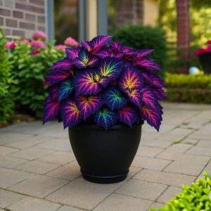 Хоста Фрости Блю купить по цене от 389р. в интернет-магазине «Посадика» с доставкой почтой в в Майскийе и по всей России – [изображение №1].