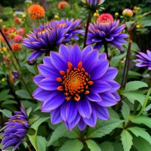 Георгин Лазурит купить по цене от 799р. в интернет-магазине «Посадика» с доставкой почтой в в Майскийе и по всей России – [изображение №1].