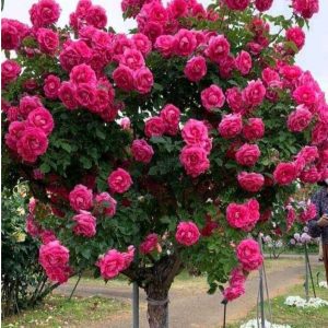 Роза Версаля купить по цене от 232р. в интернет-магазине «Посадика» с доставкой почтой в в Майскийе и по всей России – [изображение №1].