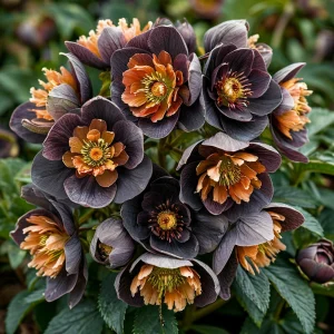 Морозник Блум Айс купить по цене от 499р. в интернет-магазине «Посадика» с доставкой почтой в в Майскийе и по всей России – [изображение №1].