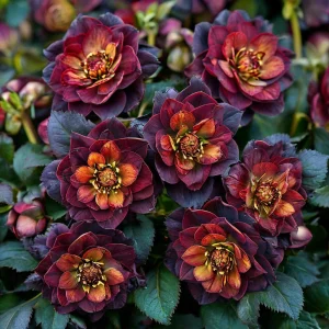 Морозник Сноу Дроп купить по цене от 348р. в интернет-магазине «Посадика» с доставкой почтой в в Майскийе и по всей России – [изображение №1].