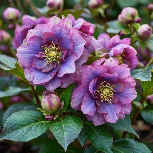 Морозник Айс Принцесс Чарм купить по цене от 650р. в интернет-магазине «Посадика» с доставкой почтой в в Майскийе и по всей России – [изображение №1].