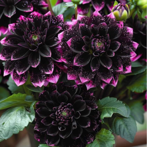 Георгин Лаванда Лейс купить по цене от 679р. в интернет-магазине «Посадика» с доставкой почтой в в Майскийе и по всей России – [изображение №1].